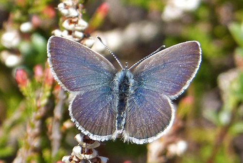 Dværgblåfugl, Cupido minimus han blå form. Melby Overdrev, Nordsjælland d. 7 Maj 2020. Fotograf: Anders Hammergart