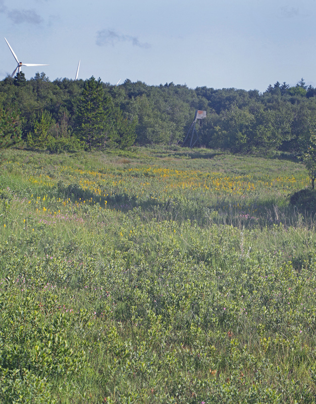 Rejsby Hedemose, Tønder, Sønderjylland d 17 juli 2021. Fotograf; Lars Andersen