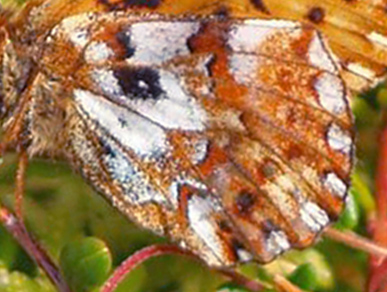 Moseperlemorsommerfugl, Boloria aquilonaris ab. nigromaculata (Tom N. Kristensen, 2014). Asp Hede, Rold Skov (NEJ) d. 11 juli 2021. Fotograf; Emil Bjerregård 