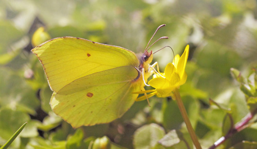 Citronsommerfugl, Gonepteryx rhamni han. Arrenakke, Nordsjælland, Danmark d. 14 april 2021. Fotograf; Lars Andersenen