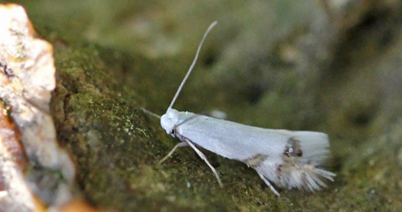 Guldregnml, Leucoptera laburnella. Gedser, Falster d. 19 maj 2021. Fotograf; Claus Grahndin