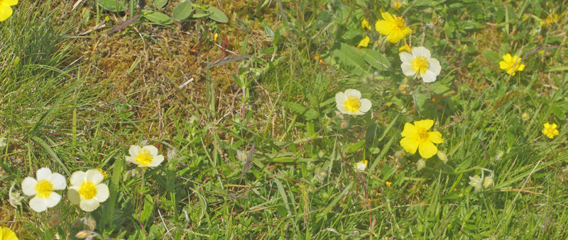 Bakkesoløje, Helianthemum ovatum ssp. obscurrum. Eskebjerg Vesterlyng, det vestlig Sjælland d. 2 juni 2021. Fotograf; Lars Andersen