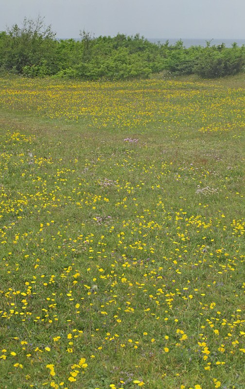 Bakkesoløje, Helianthemum ovatum ssp. obscurrum. Eskebjerg Vesterlyng, det vestlig Sjælland d. 6 juni 2021. Fotograf; Lars Andersen