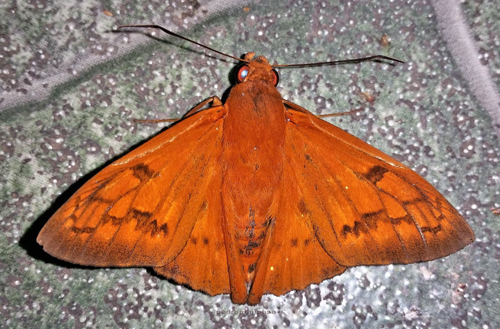 Dark-cheeked Scarlet-eye, Bungalotis astylos (Cramer, 1780) male, came to my moth lamp. Caranavi Valley 628m., Yungas, Bolivia January 5, 2022. Photographer; Peter Møllmann