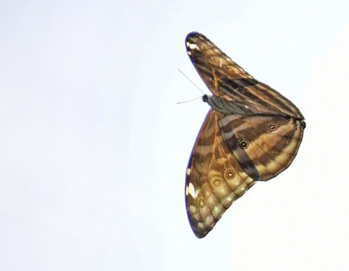 Adonis Morpho, Morpho marcus ssp. intermedia (Schaller, 1785) male. Quijarro 935 m, Caranavi Valley, Yungas, Bolivia January 23, 2022. Photographer; Nikolaj Kleissl