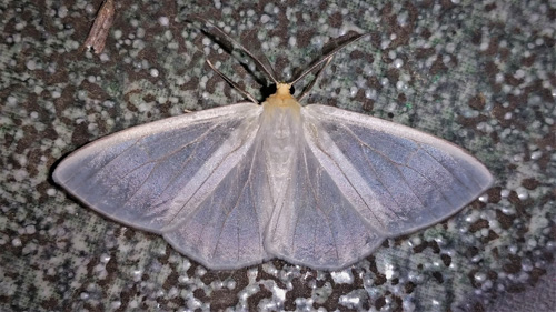 Probably an Elori species; Eloria torrida (Schaus 1910) subfamily Lymantriinae. Caranavi, Yungas, Bolivia december 9, 2021. Photographer;  Peter Møllmann
