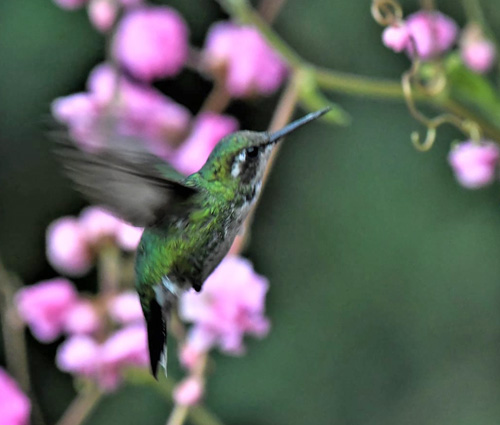 Does anyone know this hummingbird species? Coroico 1700 m., Yungas, Bolivia december 4, 2021. Photographer;  Nikolaj Kleissl