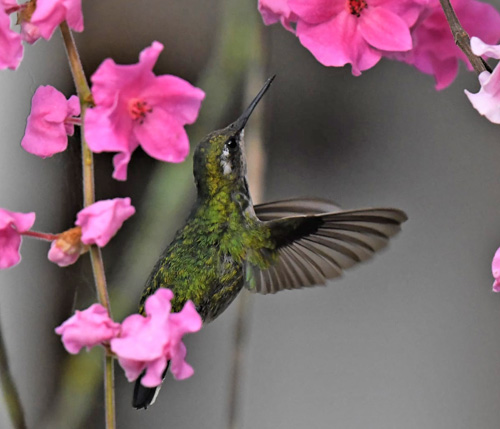 Does anyone know this hummingbird species? Coroico 1700 m., Yungas, Bolivia december 4, 2021. Photographer;  Nikolaj Kleissl