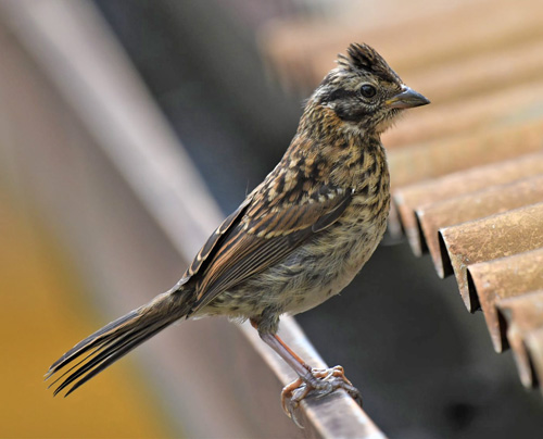 Rufous-collared Sparrow or Andean Sparrow, Zonotrichia capensis (Müller, 1776). Caranavi, Yungas, Bolivia december 10, 2021. Photographer;  Nikolaj Kleissl