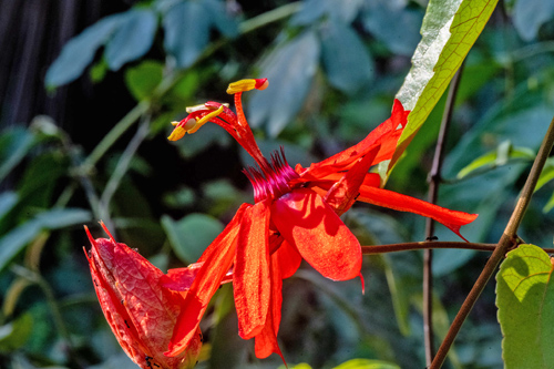 Flor de la pasión / Perfumed passionflower, Passiflora vitifolia. Florida, Parque Noel Kempff, Bolivia september 25.-28, 2021. Photographer; Gottfried Siebel