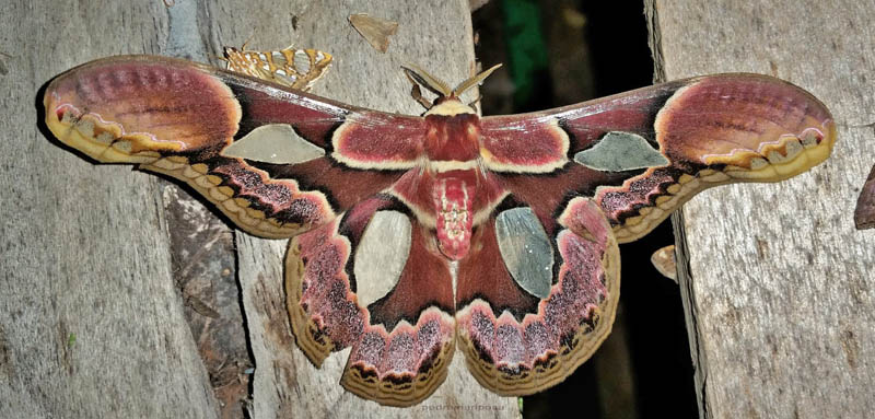 Rothschild's Silk Moth, Rothschildia erycina (Shaw, 1797). Caranavi, Yungas, Bolivia  december 6, 2021. Photographer; Peter Møllmann