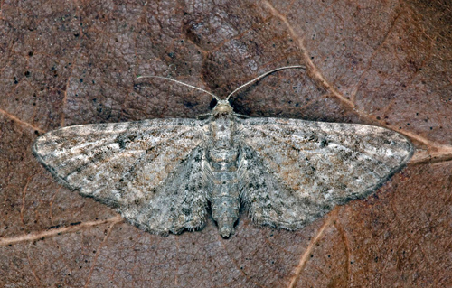 Backmalmätare / Røllikedværgmåler,Eupithecia millefoliata. Öland, Sverige d. 10 juli 2021. Fotograf; Håkan Johansson