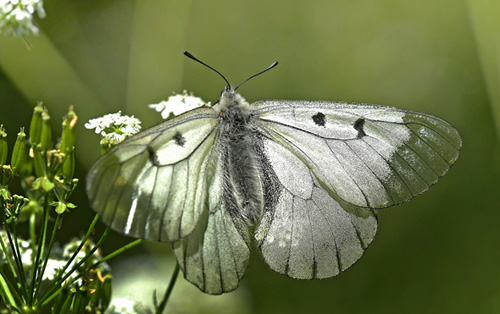 Mnemosyne, Parnassius mnemosyne han sidder på Vild Kørvel, Anthriscus sylvestris. Ronneby, Blekinge, Sverige d. 16 juni 2021. Fotograf; John Vergo