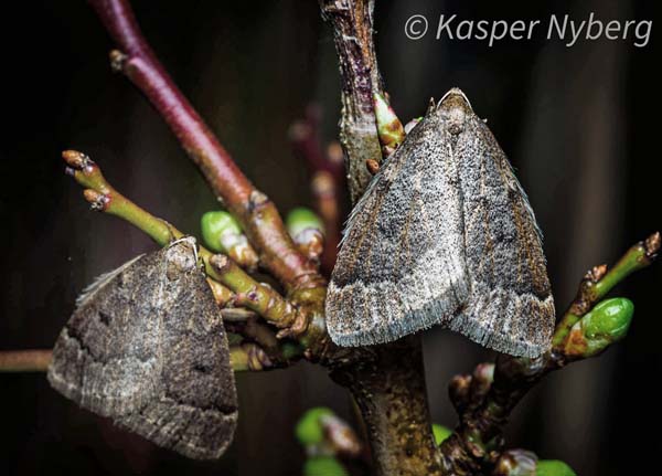 Slen-Frostmler, Theria rupicaparia hanner. Helsingr, Nordsjlland d. 20 februar 2022. Fotograf; Kasper Nyberg