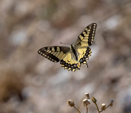 Svalehale, Papilio machaon han. Vrøj, Vestsjælland, Danmark d. 9 august 2022. Fotograf; Helge Sørensen