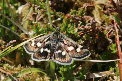 Vissehalvml, Eurrhypis pollinalis. Lortpt, Lodbjerg Klitplantage, Thy, Danmark d. 22 maj 2022. Fotograf; Aksel Lynge Andersen