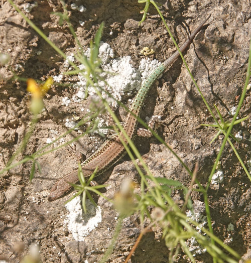 Kretisk Murfirben, Podarcis cretensis. Zourva 570m., Kreta, Grkenland d. 30 maj 2022. Fotograf; Lars Andersen