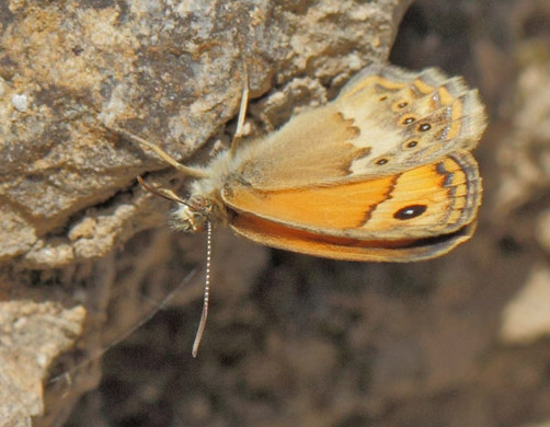 Kreta Okkergul Randøje, Coenonympha thyrsis. Zourva, Chanía, det vestlig Kreta d. 28 maj 2022. Fotograf; Lars Andersen