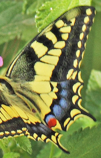 Svalehale, Papilio machaon han. Platanias, Kreta, Grækenland d. 28 maj 2022. Fotograf; Lars Andersen