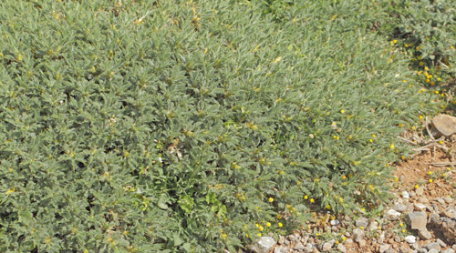 Astragalus angustifolius. Vejen til Græsk-ortodoks kirke (1431m), Rimondi, Psiloritis, prov. Mylopotamos, Kreta, Grækenland d. 29 maj 2022. Fotografer; Lars Andersen