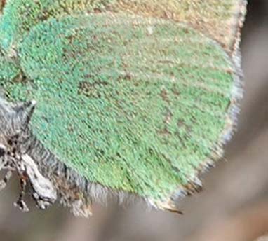 Grøn Busksommerfugl, Callophrys rubi ssp. fervida (Staudinger, 1901). Candasnos, Prov. Huesca, Aragón, Spanien d. 8 april 2022. Fotograf; Emil Bjerregaard