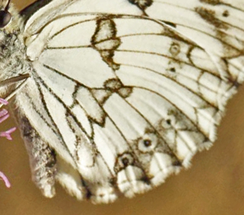 Iberisk Skakbrtrandje, Melanargia lachesis. Pestous, Saint-Vincent-d'Olargues, Haut-Languedoc, Frankrig ultimo juni 2022. Fotograf; Henrik S Larsen