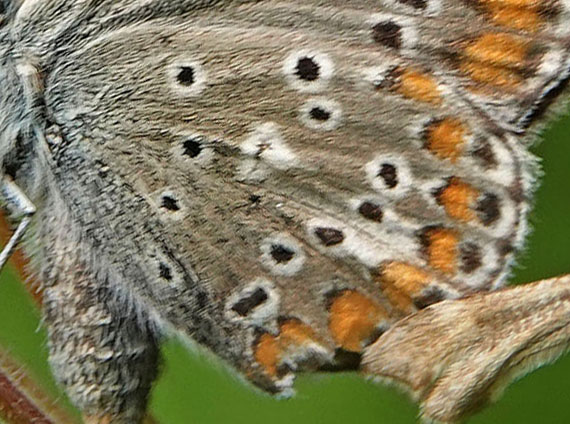 Sortbrun Blåfugl, Aricia artaxerxes ssp. lyngensis. Nordkjosbotn, Troms og Finnmark, Norge d. 10 juli 2022. Fotograf; Emil Bjerregård