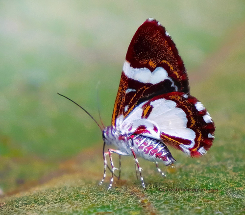 Erateina moth ID? in family Geometridae. Santa Isabel hidroeléctrica 2460m., halfway between Villa Tunari and Cochabamba, Cochabamba Dep. Bolivia february 15, 2023. Photographer; Peter Møllmann