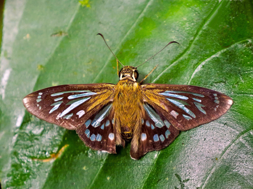 Phanus albiapicalis (Austin, 1993). ID: Andrés Miguel Orellana. Cristal Mayu 550m., Villa Tunari, Cochabamba Dep., Bolivia february 20, 2023. Photographer; Peter Møllmann