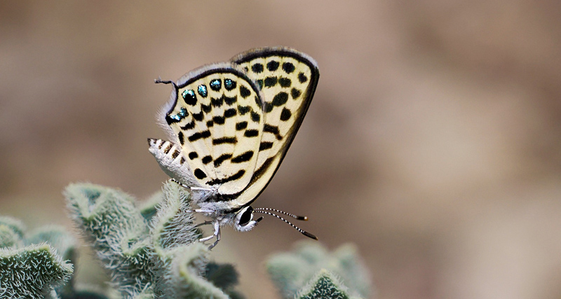 Tigerblåfugl, Tarucus theophrastus. Almeria, Andalucien, Spanien d. 3 maj 2023. Fotograf; Göran Hellman