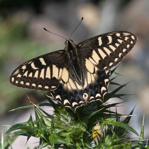 Korsikansk Svalehale, Papilio hospiton han. Korsika primo maj 2023. Fotograf; Pav Johnsson