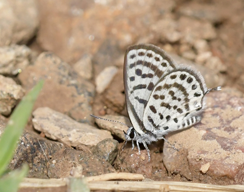 Lille Tigerblåfugl, Tarucus balkanicus. Akritochorion, Lake Kerkini, Makedonien, Grækenland d. 7 juni 2023. Fotograf; John Vergo