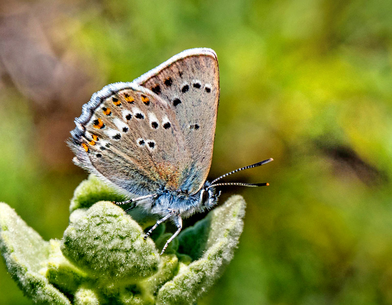 Samos Busksommerfugl, Satyrium ledereri ssp. christianae (Olivier, 1989). Samos, Grkenland d. 24 juni 2023. Fotograf: Kasper Nyberg