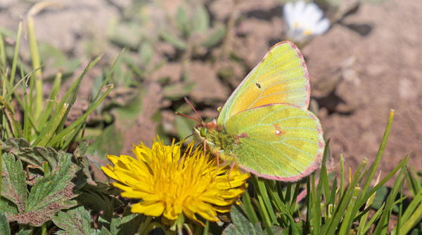 Fiery Clouded Yellow, Colias eogene (C. & R. Felder, 1865). Kyrgyzstan d. 12 July 2023. Photographer: Hiroaki Takenouchi 