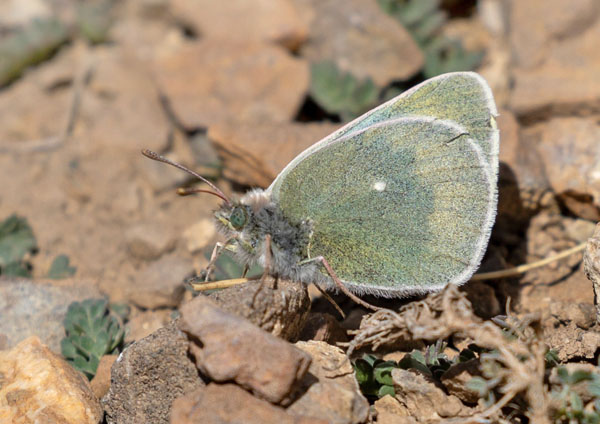 Colias christophi (Grum-Grshimailo, 1885). Kyrgyzstan d. 10 July 2023. Photographer: Hiroaki Takenouchi 