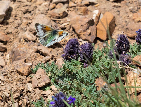 Colias christophi (Grum-Grshimailo, 1885). Kyrgyzstan d. 10 July 2023. Photographer: Hiroaki Takenouchi 