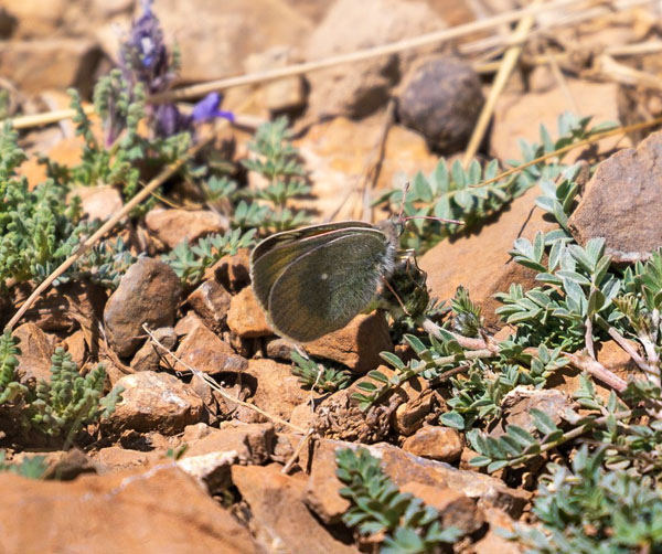 Colias christophi (Grum-Grshimailo, 1885). Kyrgyzstan d. 10 July 2023. Photographer: Hiroaki Takenouchi 