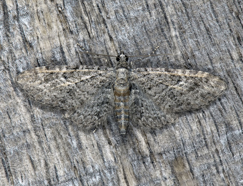 Alvarmalmätare , Eupithecia orphnata. Sandby, Öland, Sverige d. 15 juni 2023. Fotograf; Mats Lindeborg, Håkan Johansson, Fredrik Bjerding