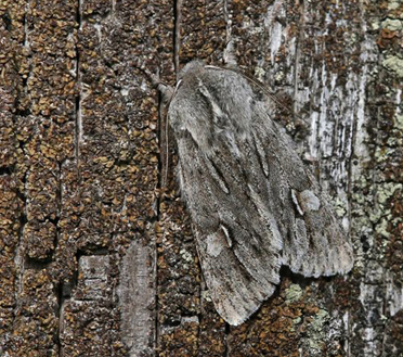 Tidlig Frostugle/Vårtaggfly, Brachionycha nubeculosa. Skogshult, Småland, Sverige d. 26 april 2023. Fotograf; Ole Andersen