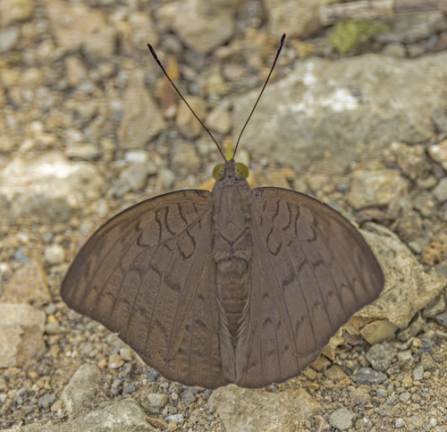 Common Earl, Tanaecia julii (Lesson, 1837). Erawan National Park, Kanchanaburi Province, Thailand d. 8 january 2023. Photographer; John S. Petersen