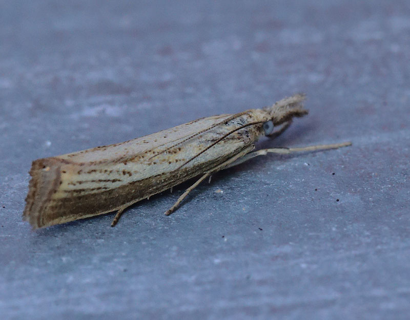 Agriphila straminella. Toskiftevej. Sundbyvester, Amager d. 10 august 2024. Fotograf; Lars Andersen