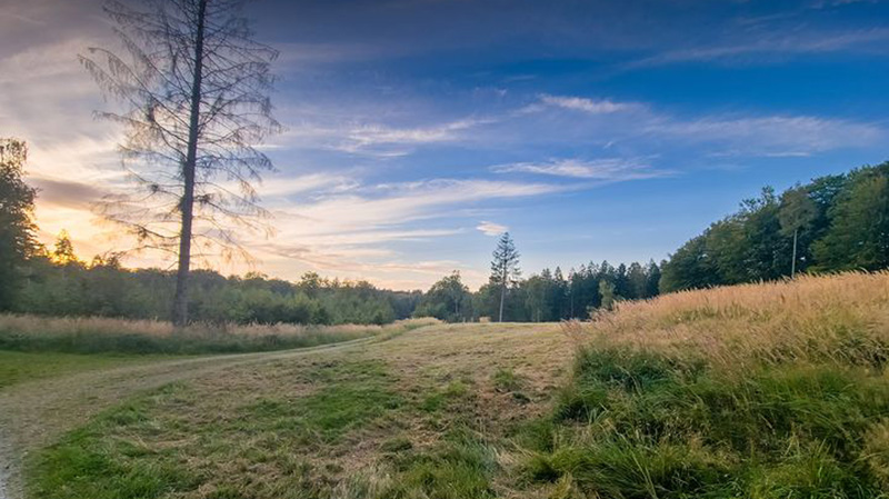 Lokalitet: Glarborg Bakke, Gribskov, Nordsjlland d. 7 september 2024. Fotograf: Kasper Nyberg