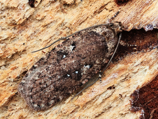 Almindelig Fladml, Agonopterix heracliana 1 Imago. Lyngby (rhus, Midtjylland) d. 13. februar 2024. Fotograf: Yvonne Bloch