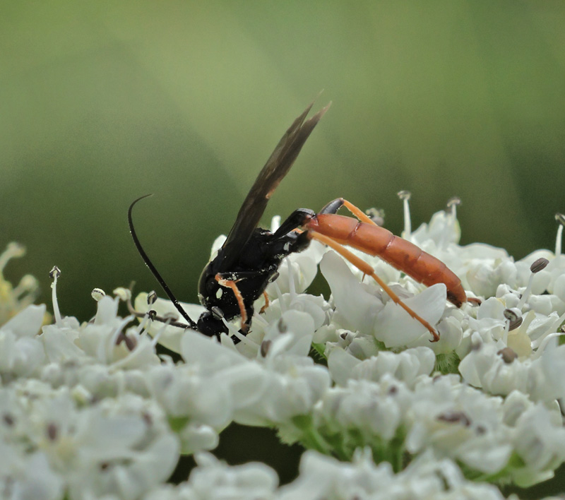 Snyltehveps, Ichneumonidae: Amblyjoppa fuscipennis (Wesmael, 1845). Gedser Odde, Falster d. 6 juli 2024. Fotograf: Lars Andersen