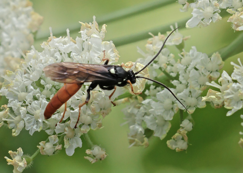 Snyltehveps, Ichneumonidae: Amblyjoppa fuscipennis (Wesmael, 1845). Gedser Odde, Falster d. 6 juli 2024. Fotograf: Lars Andersen