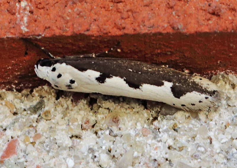 Slangehovedml, Ethmia bipunctella (Fabricius, 1775). Toskiftevej, Bellacenter Metro St. Amager d. 6 september 2024. Fotograf: Lars Andersen