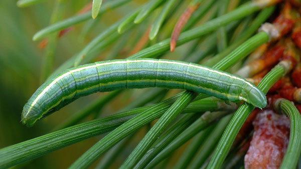 Tallmtare / Fyrremler, Bupalus piniaria (Linnaeus, 1758). Gren. Danmark d. 9 oktober 2024. Fotograf; Kjeld Brem