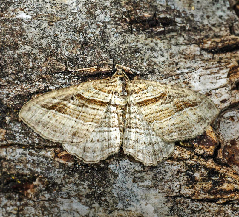 Skyggeliniemler, Costaconvex polygrammata (Borkhausen, 1794). Glarborg Bakke. Gribskov, Nordsjlland d. 7 september 2024. Fotograf: Kasper Nyberg