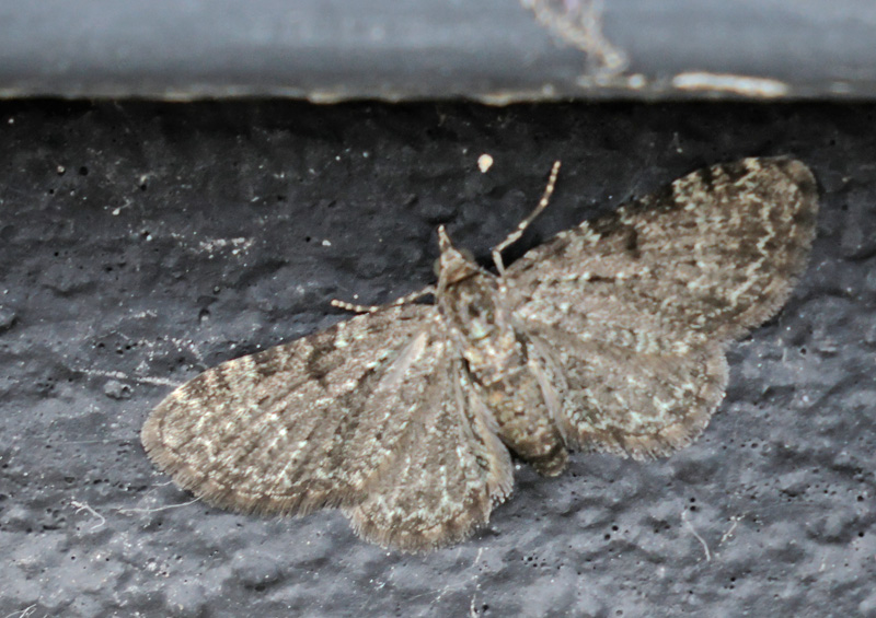 Seljepildvrgmler, Eupithecia tenuiata (Hbner, 1813). Toskiftevej, Sundbyvester, Amager d. 24 maj 2024. Fotograf; Lars Andersen