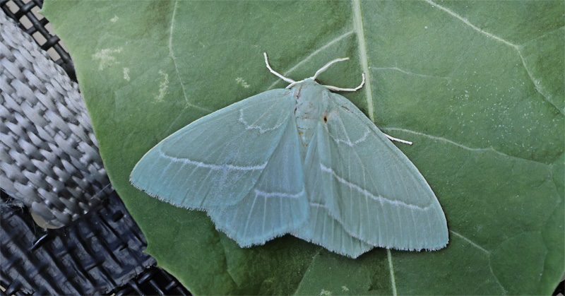 Klematisbladmler, Hemistola chrysoprasaria. Sundby, Armager d. 29 juni 2024. Fotograf; Lars Andersen